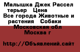 Малышка Джек Рассел терьер › Цена ­ 40 000 - Все города Животные и растения » Собаки   . Московская обл.,Москва г.